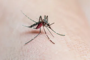 Dengue: 21 cidades paulistas decretam situação de emergência