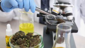 Mercado de testes de cannabis deve movimentar US$ 12 bi até 2035